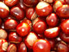 Some conkers